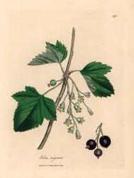 Cassisier, Ribes nigrum, d