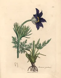 Anémone des prés à fleurs bleues, Anemone pratensis, d
