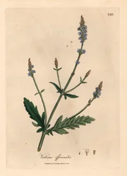 Verveine à fleurs bleues, Verbena officinalis, d