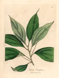 Camphrier, Laurus camphora, d