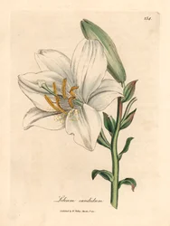 Lys blanc commun, Lilium candidum, d