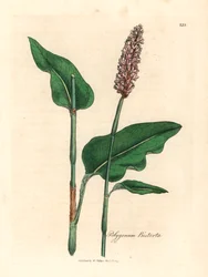 Bistorte officinale, Polygonum bistorta, d