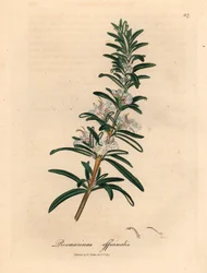 Romarin à fleurs bleu clair, Rosmarinus officinalis, d