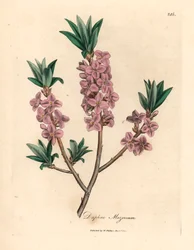 Bois-joli à fleurs roses, Daphne mezereum, d