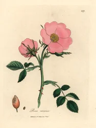 Églantier rose avec cynorrhodon, Rosa canina, d