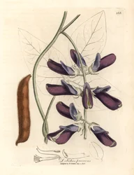 Dolique à fleurs pourpres, Dolichos pruriens, d