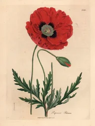 Coquelicot rouge ou pavot des champs, Papaver rhoeas, d