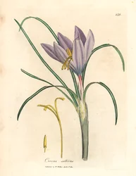 Crocus safran, Crocus sativus, d