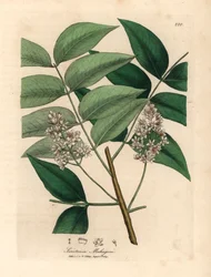Acajou à fleurs blanches, Swietenia mahogani, d
