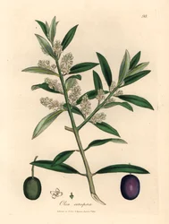 Olivier européen à fleurs blanches avec fruits, Olea europaea, d