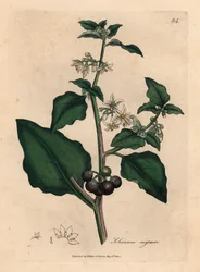 Morelle noire de jardin à fleurs blanches et baies noires, Solanum nigrum, d