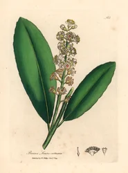 Laurier-cerise à fleurs blanches, Prunus laurocerasus, d