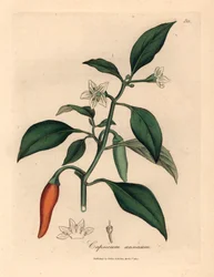 Piment de Guinée écarlate à fleurs blanches, Capsicum annuum, d