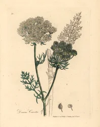 Carotte sauvage à fleurs blanches, Daucus carota, d