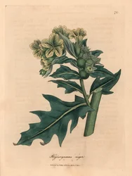Jusquiame noire à fleurs jaunes, Hyoscyamus niger, d