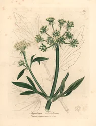 Livèche à fleurs jaunes, Ligusticum levisticum, d