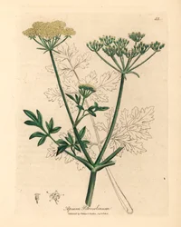 Persil à fleurs jaunes, Apium petroselinum, d