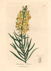 Muflier à fleurs jaunes, Antirrhinum linaria, d