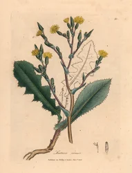 Laitue sauvage à fleurs jaunes, Lactuca virosa, d