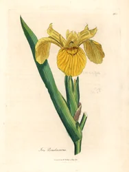 Iris faux acore, Iris pseudocorus, d