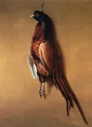 Faisan mâle suspendu, 1822