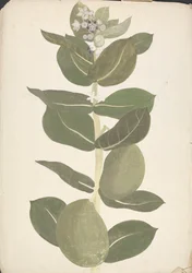 Calotropis procera (Ait.) Ait. f. (Pomme de Sodome, Arbre auriculaire) : dessin fini de la plante en fleur et en fruit