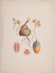 Coccinia abyssinica (Lam.): dessin fini, le tubercule et détail du fruit