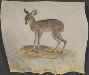 Dik-dik