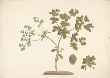 Euphorbia helioscopia L. (Euphorbe réveille-matin) : dessin fini de la plante en fleur avec détails des fleurs, feuilles et fruits