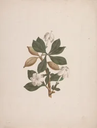 Gardenia ternifolia Schum. & Thonn. (Gardenia sauvage) : dessin fini