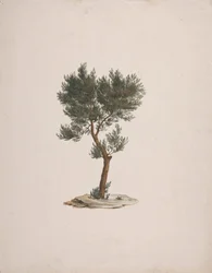 Juniperus procera Endl. (Cèdre à crayon africain): dessin fini de l