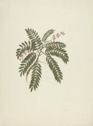 Millettia ferruginea (Hochst) Baker : dessin fini