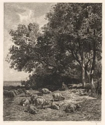 Moutons broutant