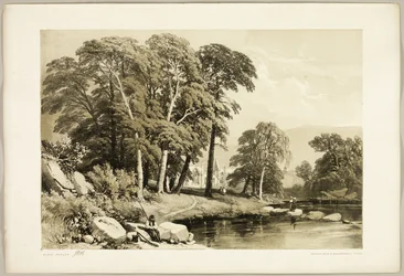 Peuplier noir, de Le parc et la forêt