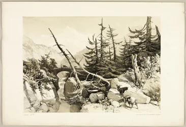 Mélèze, du Parc et la Forêt