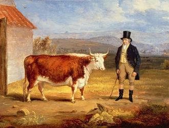 M. James Hodges et son bouvillon Hereford de deux ans, c.1843