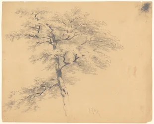 Arbre