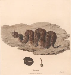 Céraste