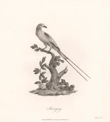 Sheregrig