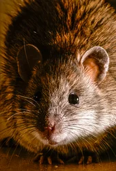 Gros plans de rats bruns, attus norvegicus