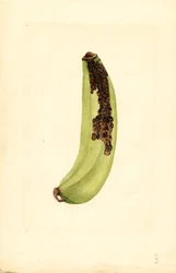 Banane (Musa) (aquarelle)