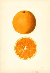 Oranges précoces de Boone (Citrus sinensis) (aquarelle)