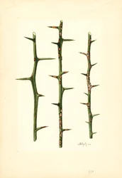 Chancre des agrumes sur tige d