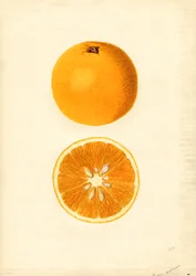 Oranges Homosassa ( Citrus sinensis) (aquarelle)