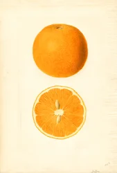 Oranges de Jaffa (Citrus sinensis) (aquarelle)