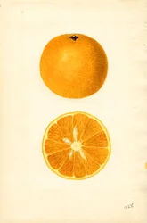 Oranges de Majorque ( Citrus sinensis) (aquarelle)