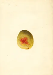 Pêche ( Prunus persica : Elberta) (aquarelle)