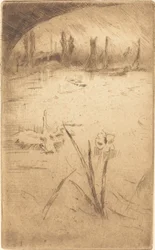 Cygne et iris