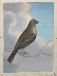 Un oiseau