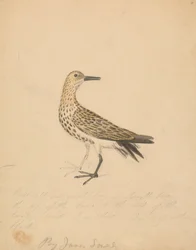 Un oiseau